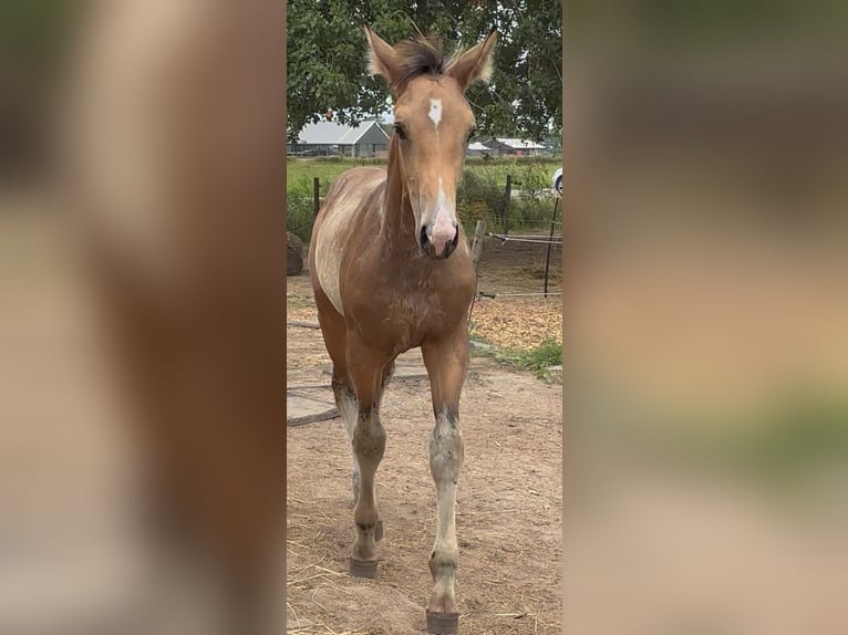 NRPS Mare Foal (04/2025) 13,1 hh Buckskin in Zwartewaal