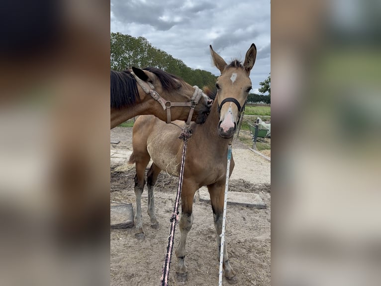 NRPS Mare Foal (04/2025) 13,1 hh Buckskin in Zwartewaal