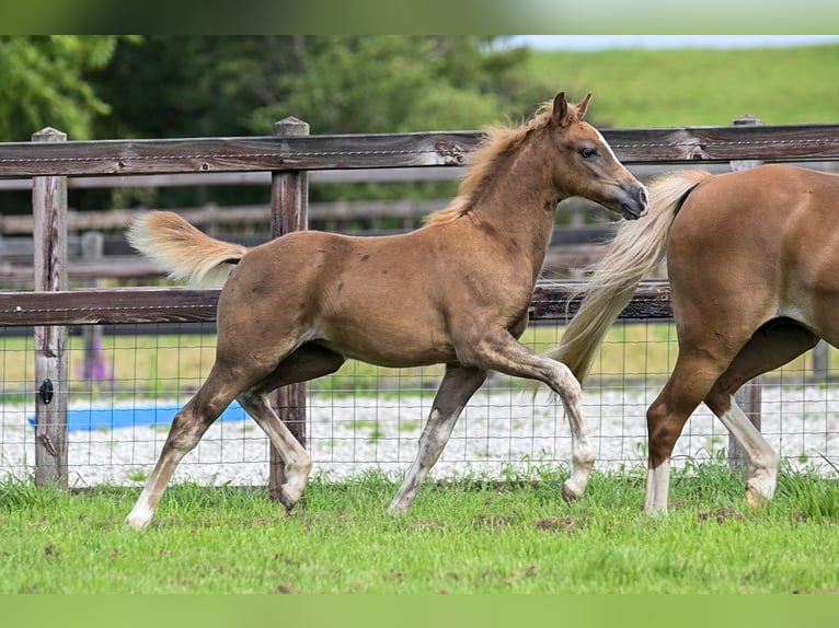 NRPS Mare Foal (05/2025) 13,1 hh Buckskin in Brummen