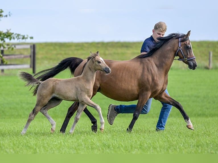 NRPS Mare Foal (05/2025) 13,1 hh Buckskin in Brummen