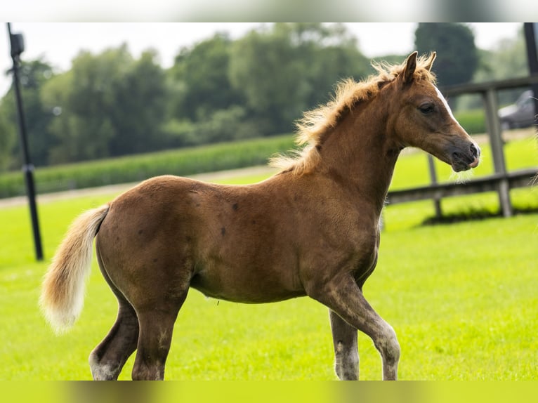 NRPS Mare Foal (05/2025) 13,1 hh Buckskin in Brummen