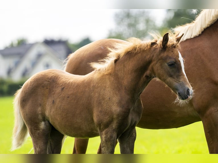 NRPS Mare Foal (05/2025) 13,1 hh Buckskin in Brummen