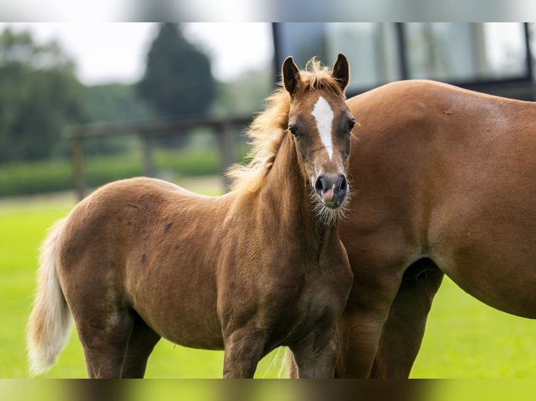 NRPS Mare Foal (05/2025) 13,1 hh Buckskin in Brummen