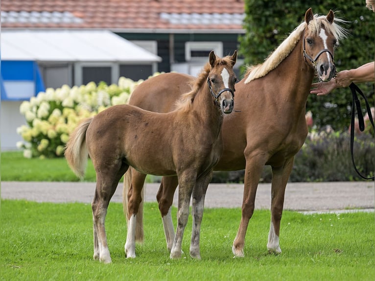 NRPS Mare Foal (05/2025) 13,1 hh Buckskin in Brummen