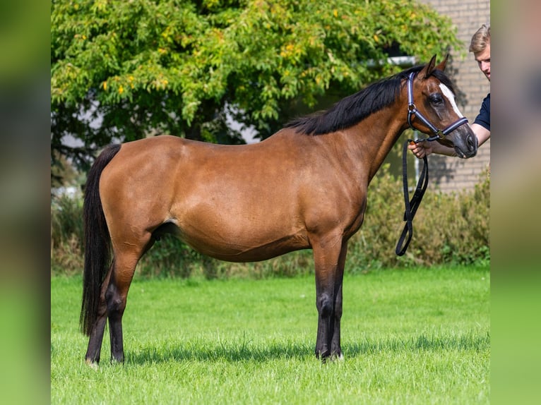NRPS Mare Foal (05/2025) 13,1 hh Buckskin in Brummen