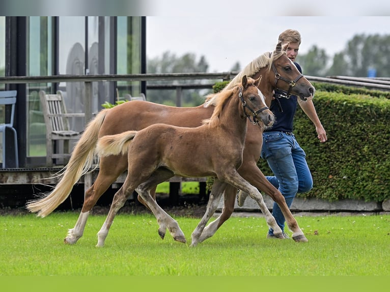 NRPS Mare Foal (05/2025) 13,1 hh Buckskin in Brummen