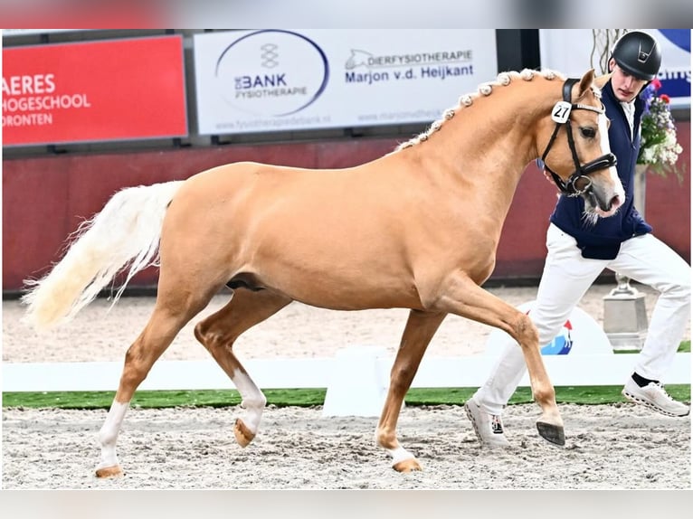 NRPS Mare Foal (05/2025) 13,1 hh Buckskin in Brummen