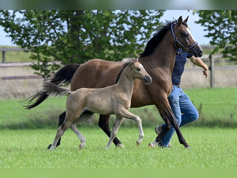 NRPS Mare Foal (05/2025) 13,1 hh Buckskin in Brummen