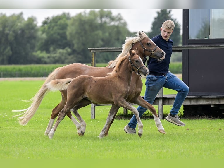 NRPS Mare Foal (05/2025) 13,1 hh Buckskin in Brummen