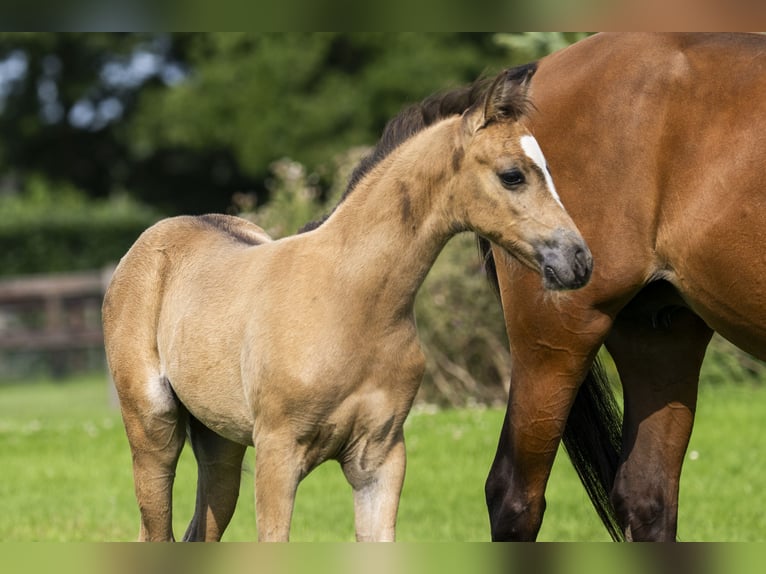 NRPS Mare Foal (05/2025) 13,1 hh Buckskin in Brummen