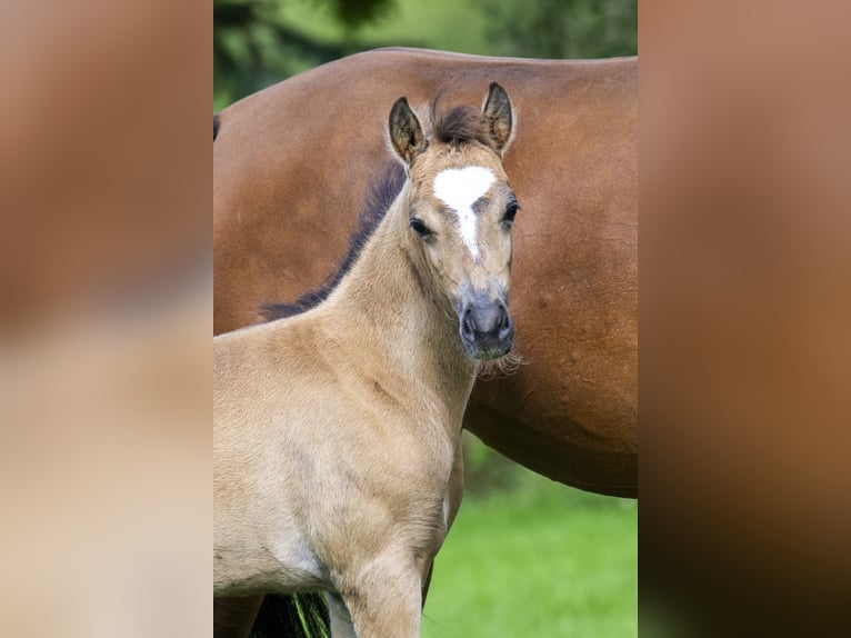 NRPS Mare Foal (05/2025) 13,1 hh Buckskin in Brummen