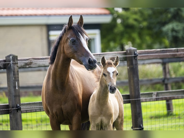 NRPS Mare Foal (05/2025) 13,1 hh Buckskin in Brummen