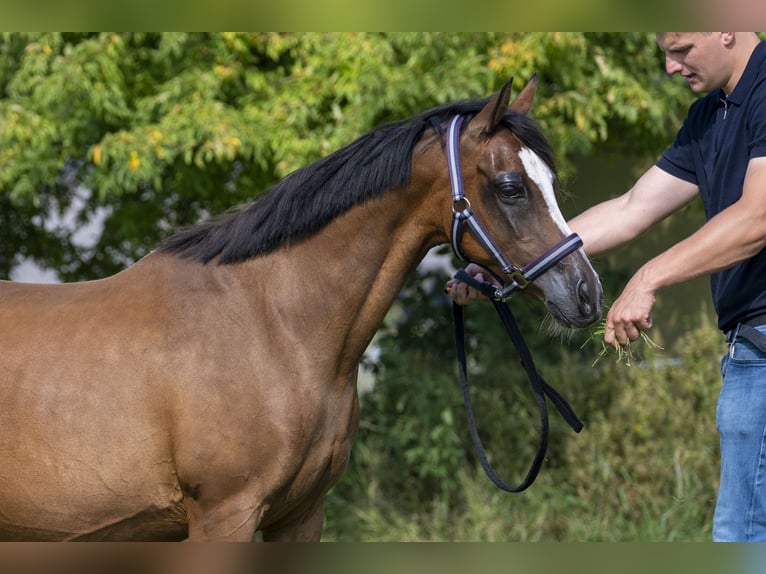 NRPS Mare Foal (05/2025) 13,1 hh Buckskin in Brummen