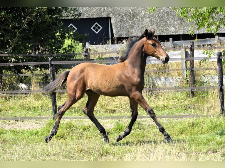 NRPS Mare Foal (04/2024) 14,2 hh Perlino in Wapse