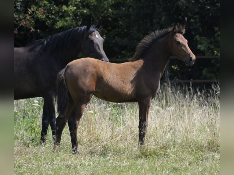 NRPS Mare Foal (04/2024) 14,2 hh Perlino in Wapse