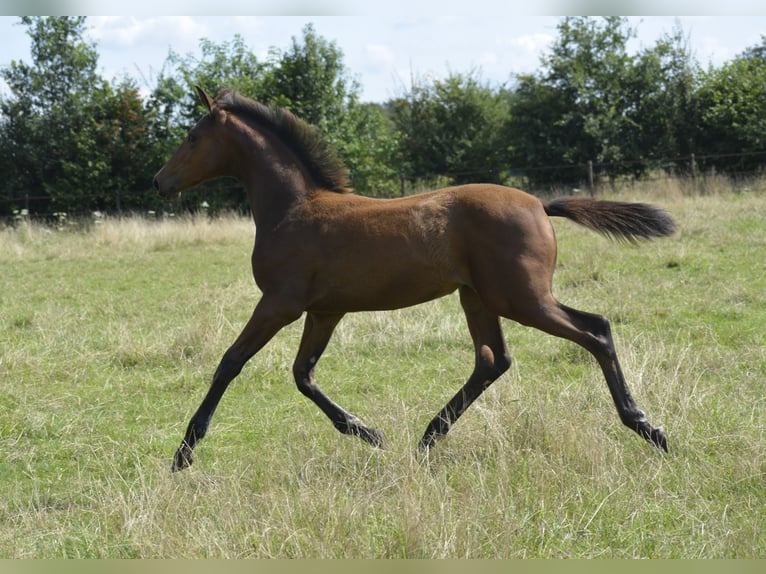 NRPS Mare Foal (04/2024) 14,2 hh Perlino in Wapse