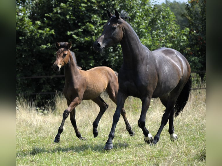 NRPS Mare Foal (04/2024) 14,2 hh Perlino in Wapse