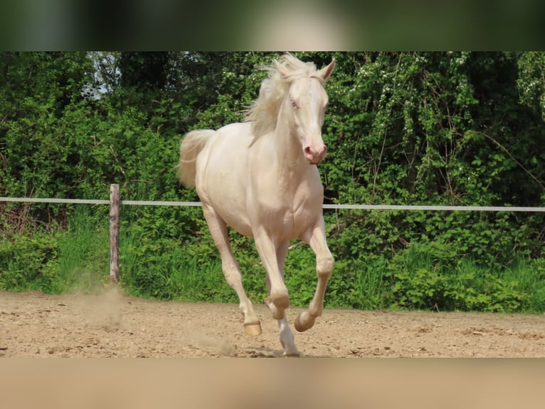 NRPS Mare Foal (04/2024) 14,2 hh Perlino in Wapse