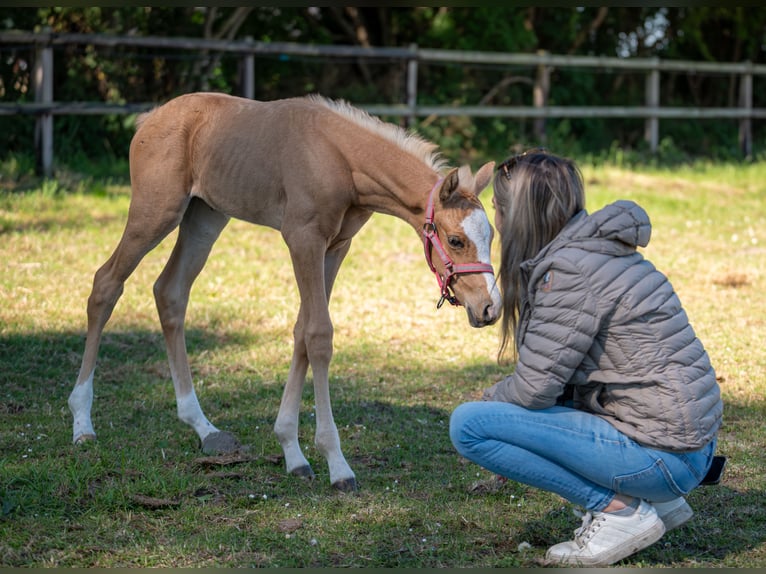 NRPS Mare  14,1 hh Palomino in Achthuizen