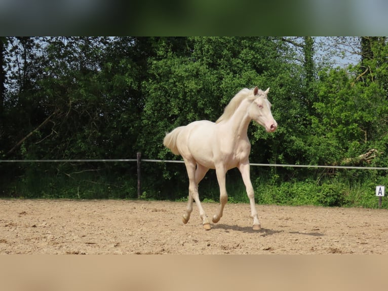 NRPS Mare Foal (05/2024) 16 hh Palomino in Wapse