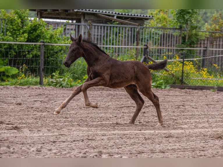 NRPS Mare Foal (04/2025) 16,1 hh Black in Lelystad