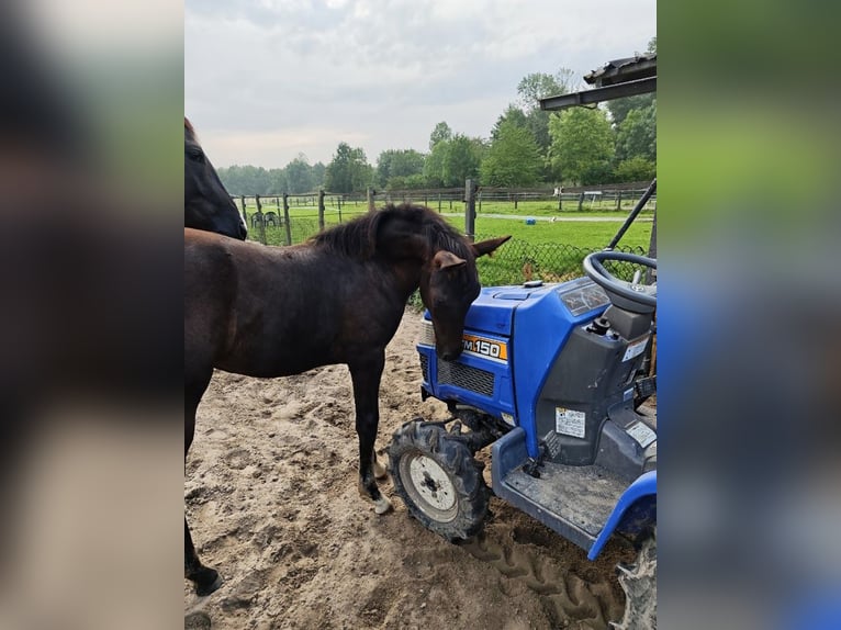 NRPS Mare Foal (04/2025) 16,1 hh Black in Lelystad