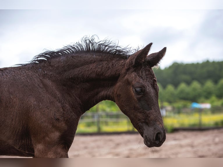 NRPS Mare Foal (04/2025) 16,1 hh Black in Lelystad