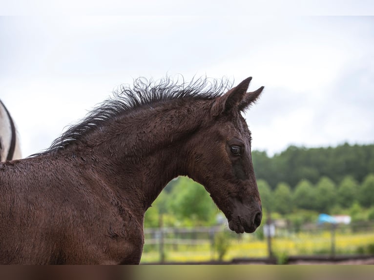 NRPS Mare Foal (04/2025) 16,1 hh Black in Lelystad