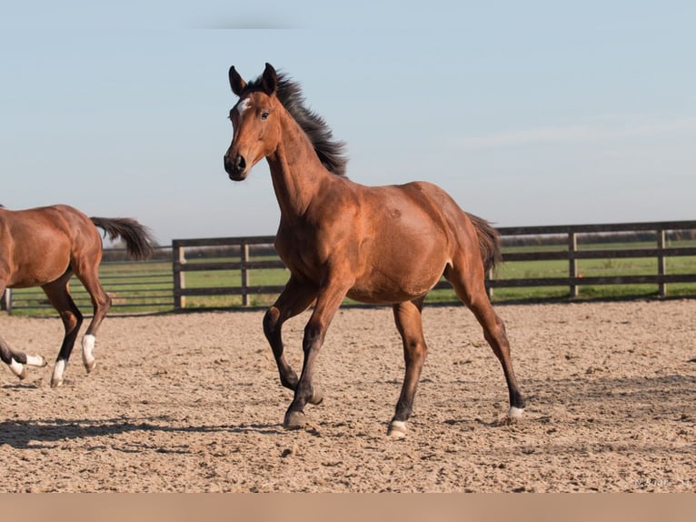 NRPS Mare Foal (03/2024) Brown in Driebruggen