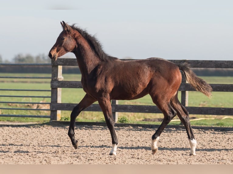 NRPS Mare Foal (03/2024) Brown in Driebruggen