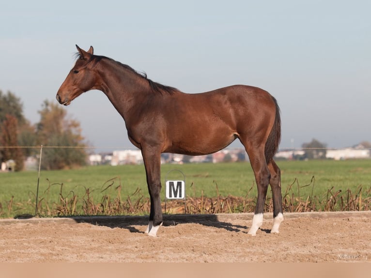 NRPS Mare Foal (03/2024) Brown in Driebruggen