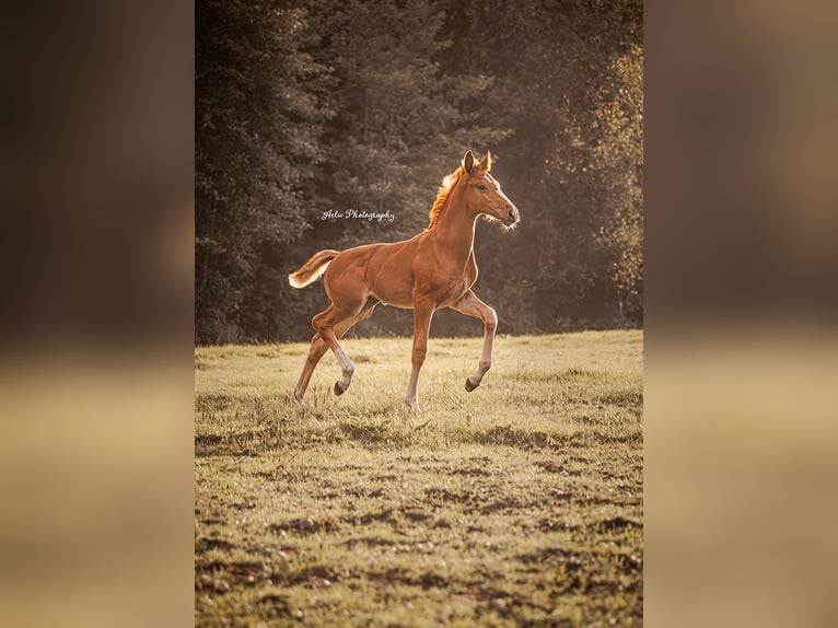 NRPS Mare Foal (06/2024) Chestnut-Red in Nijkerk