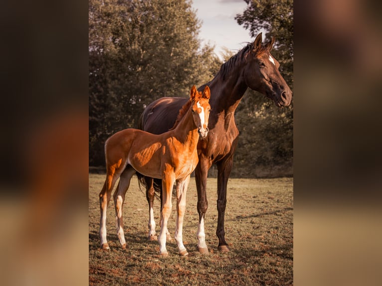 NRPS Mare Foal (06/2024) Chestnut-Red in Nijkerk