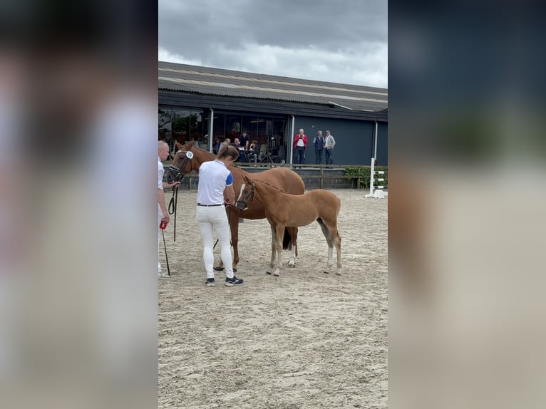 NRPS Mare Foal (04/2024) Chestnut-Red in Sint michielsgestel