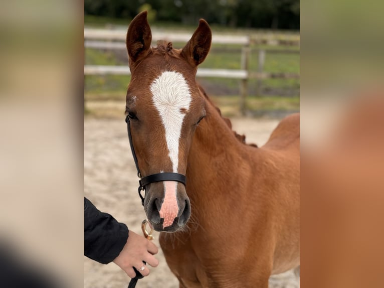 NRPS Mare Foal (04/2024) Chestnut-Red in Sint michielsgestel