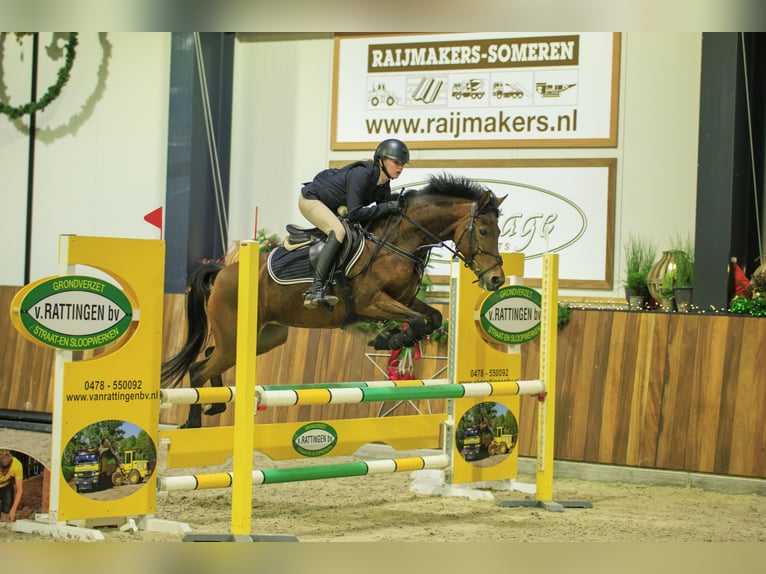 NRPS Merrie 10 Jaar 147 cm Bruin in Noordeloos