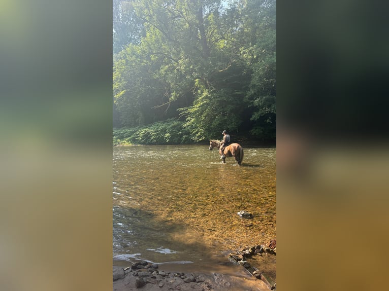 NRPS Merrie 10 Jaar 148 cm Donkere-vos in Langenfeld