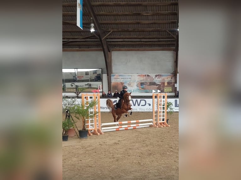 NRPS Merrie 10 Jaar 148 cm Vos in Lülsfeld