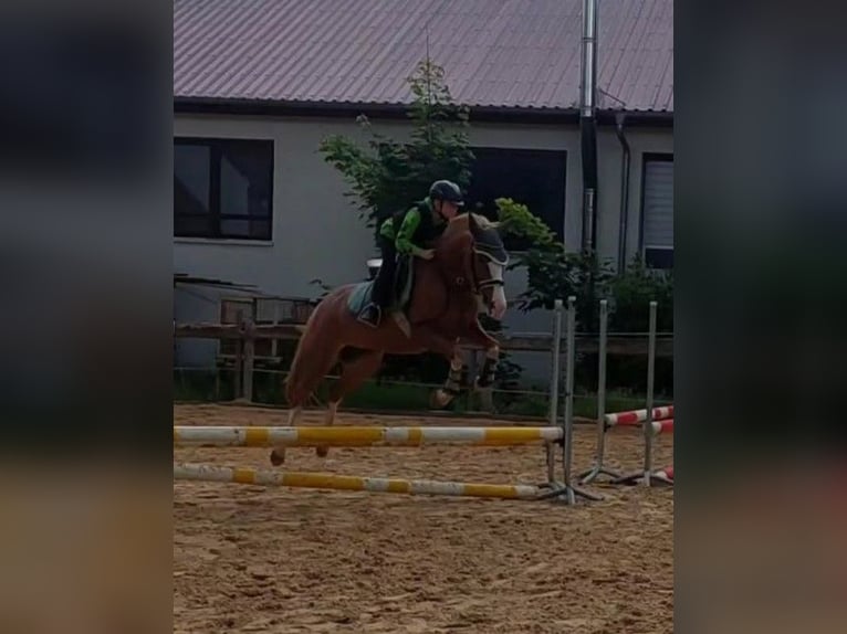 NRPS Merrie 10 Jaar 148 cm Vos in Lülsfeld