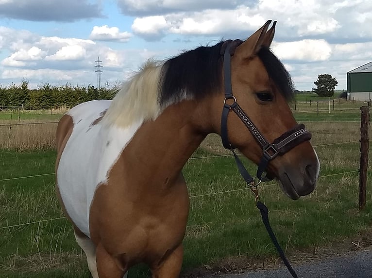 NRPS Merrie 10 Jaar 154 cm Gevlekt-paard in Erftstadt