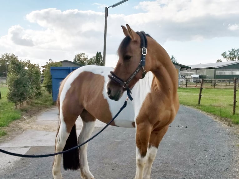 NRPS Merrie 10 Jaar 154 cm Gevlekt-paard in Erftstadt