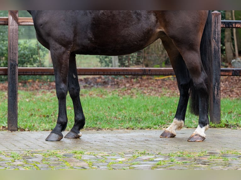 NRPS Merrie 10 Jaar 167 cm  in GROTE-BROGEL