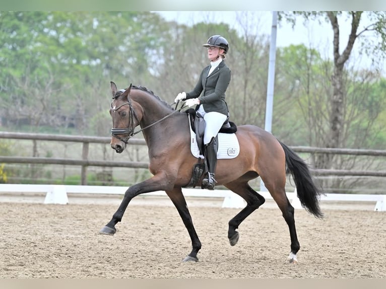 NRPS Merrie 10 Jaar 172 cm Bruin in SilvoldeSilvolde