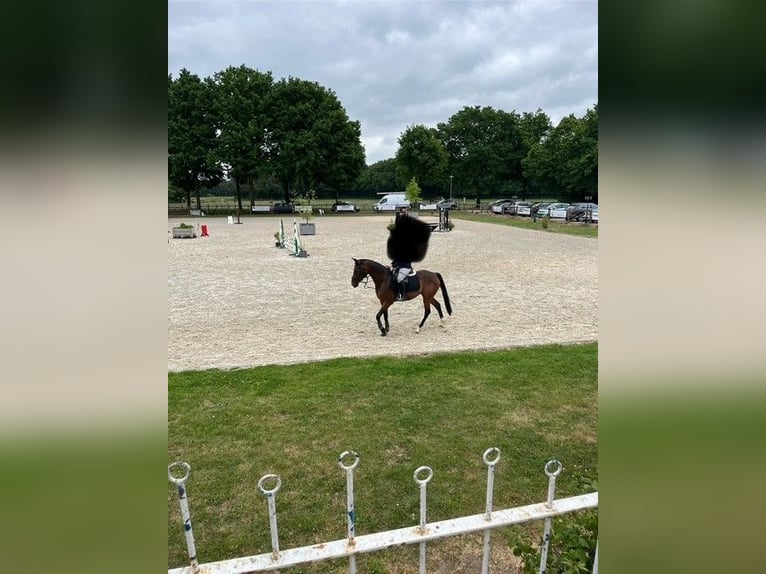NRPS Merrie 11 Jaar 148 cm Bruin in Nuth