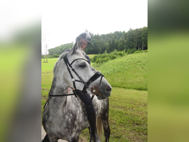 NRPS Merrie 12 Jaar 147 cm Appelschimmel in Elsbethen