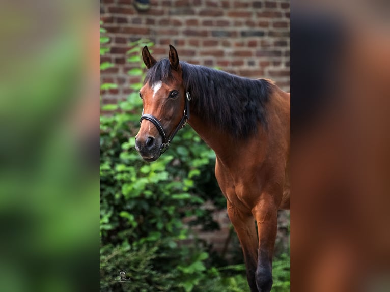 NRPS Merrie 12 Jaar 148 cm Bruin in Kempen