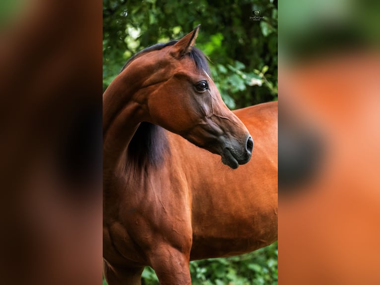 NRPS Merrie 12 Jaar 148 cm Bruin in Kempen