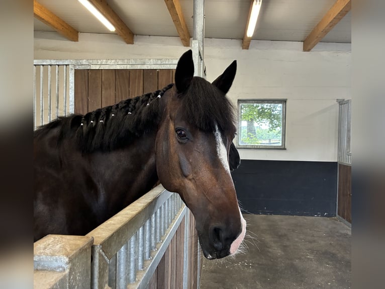 NRPS Merrie 12 Jaar 159 cm Donkerbruin in Niederkrüchten