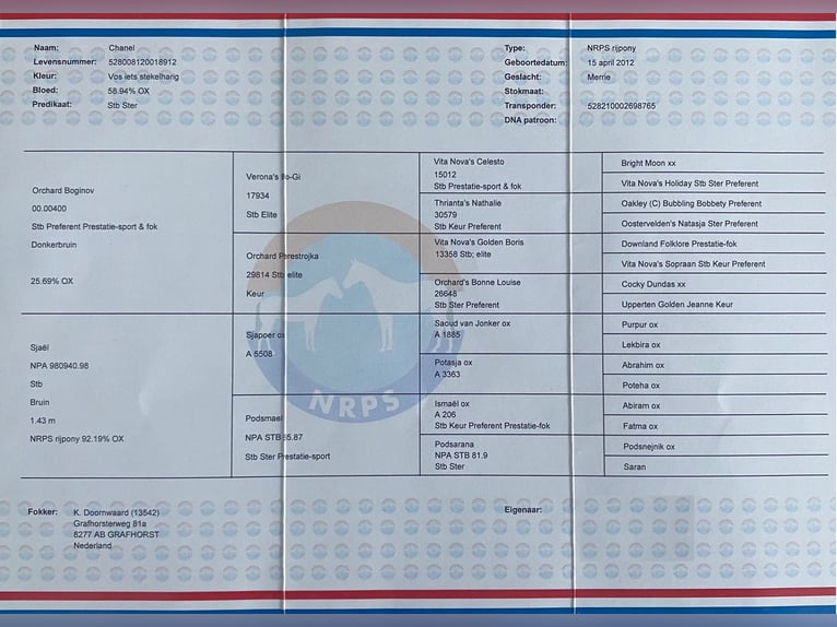 NRPS Merrie 13 Jaar 144 cm Vos in Bilzen