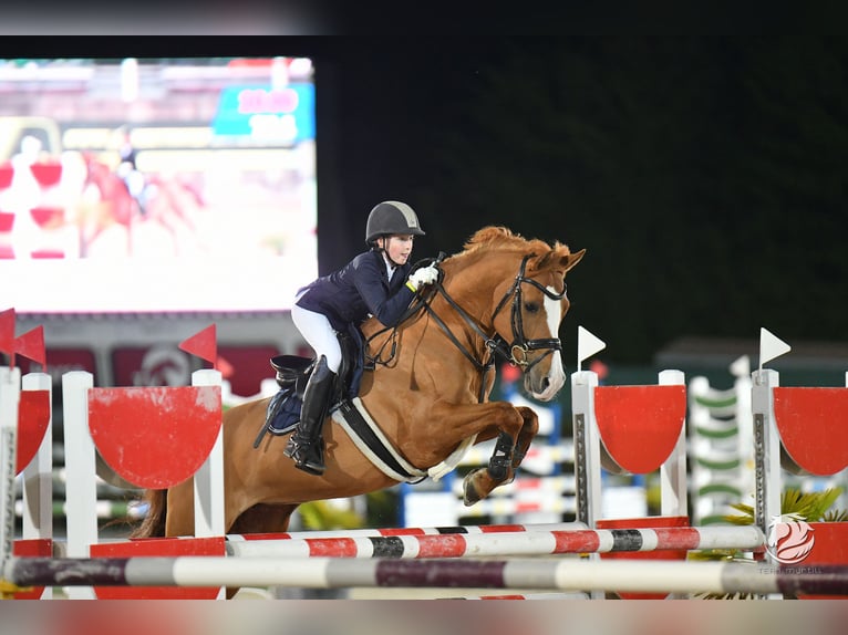 NRPS Merrie 13 Jaar 148 cm Donkere-vos in Cremlingen